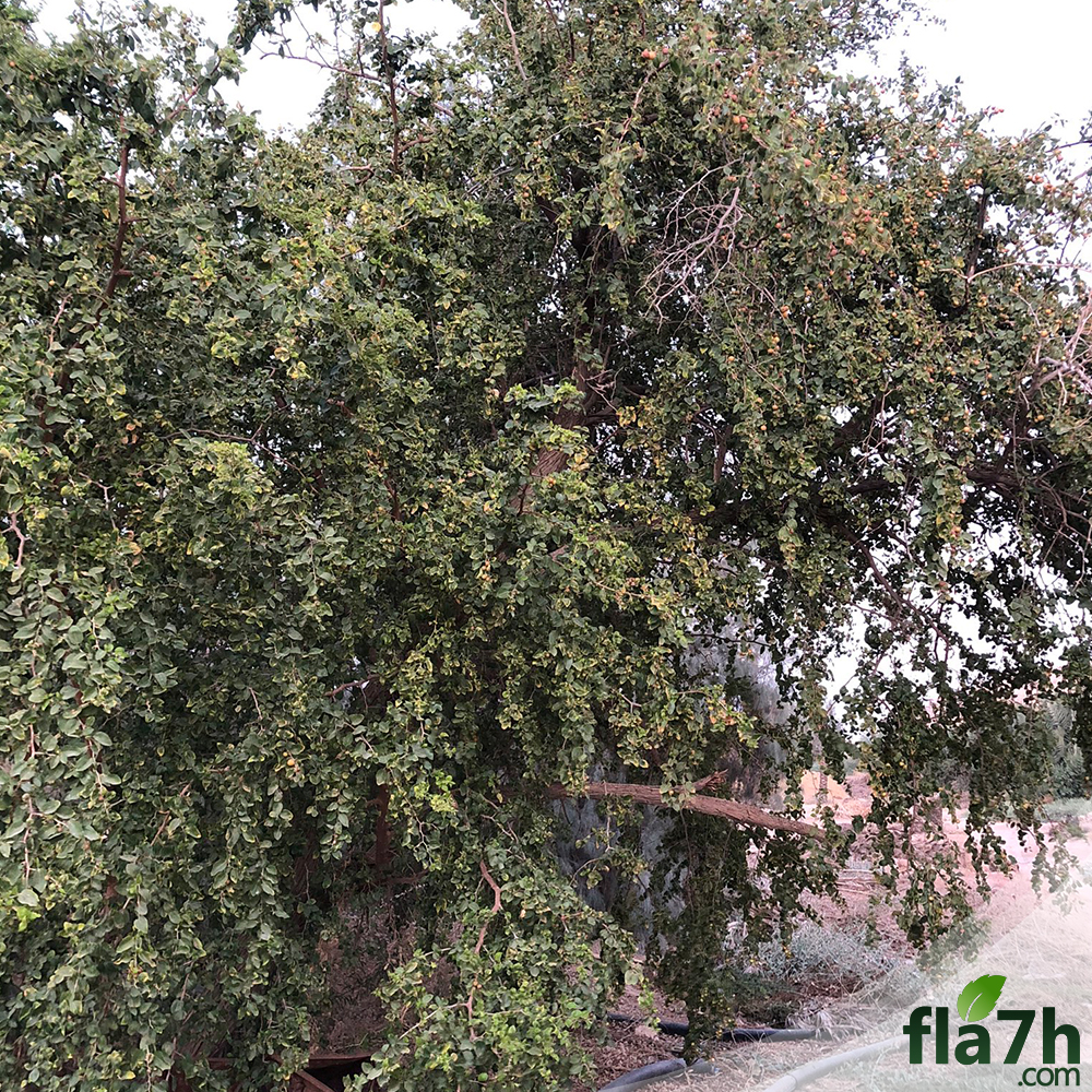 شجرة السدر البري