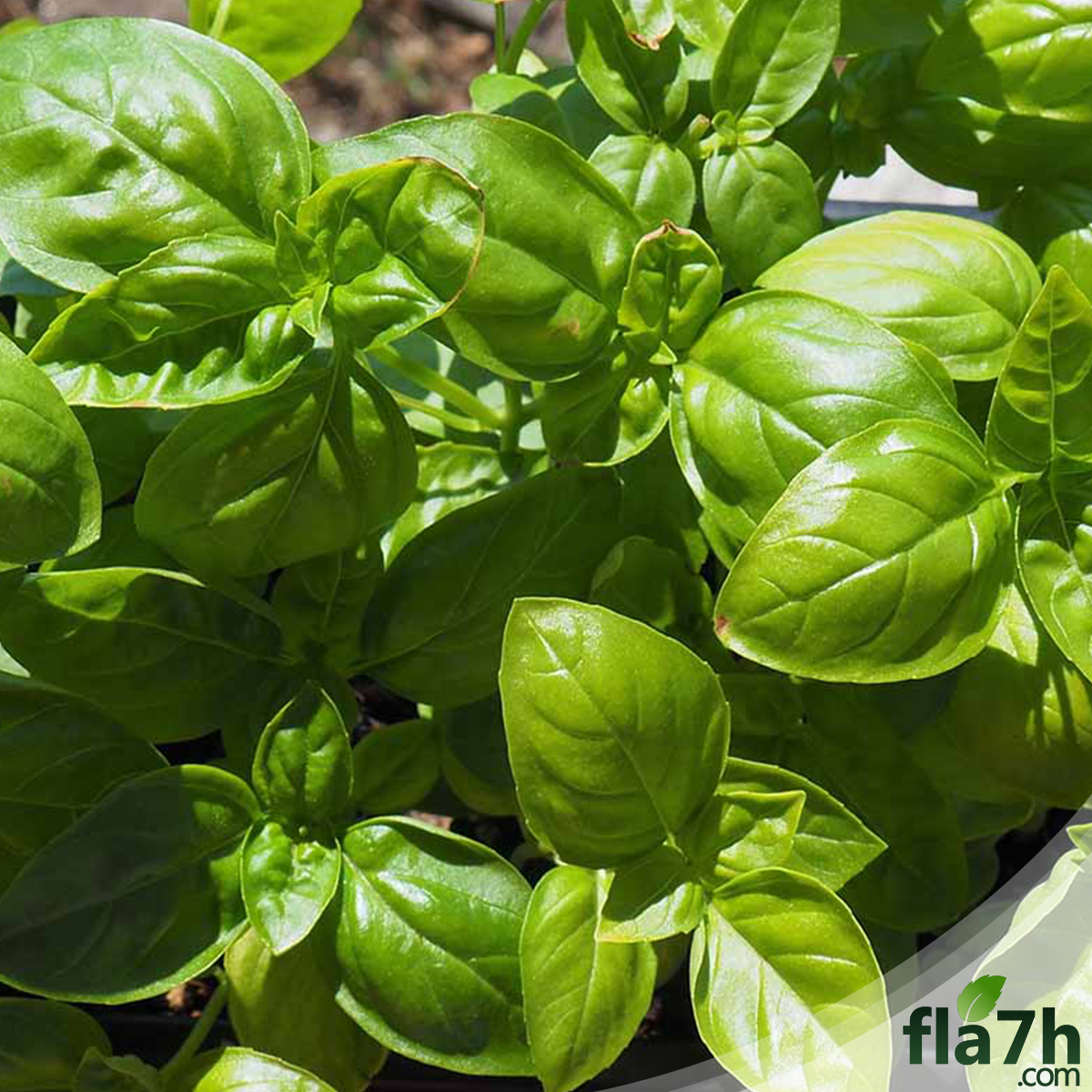 نبات ريحان الطعام