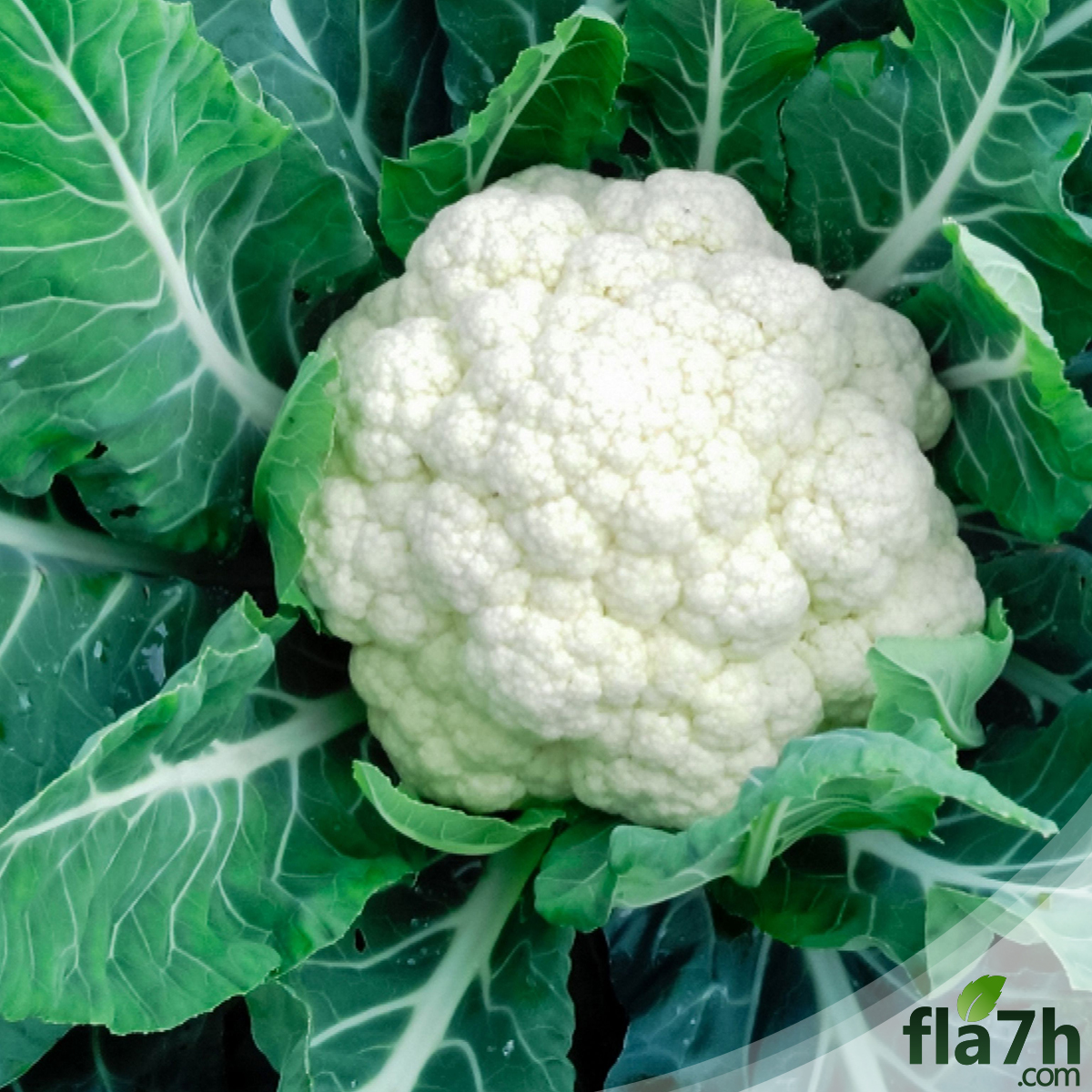 بذور القرنبيط  150 بذرة- Cauliflower