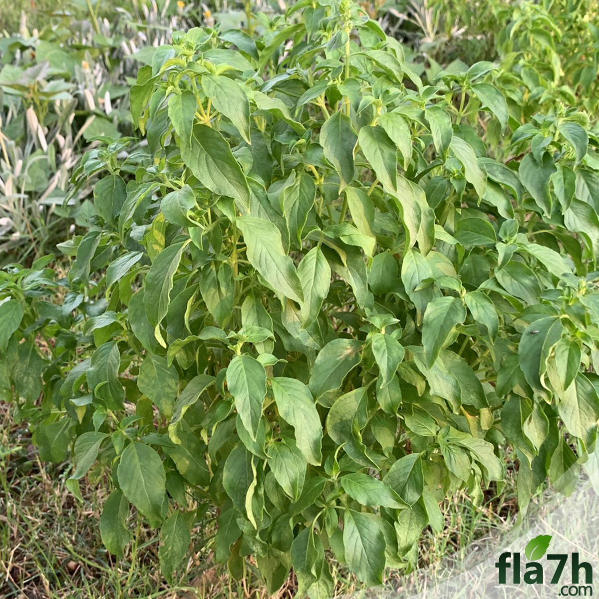 بذور الريحان الليموني