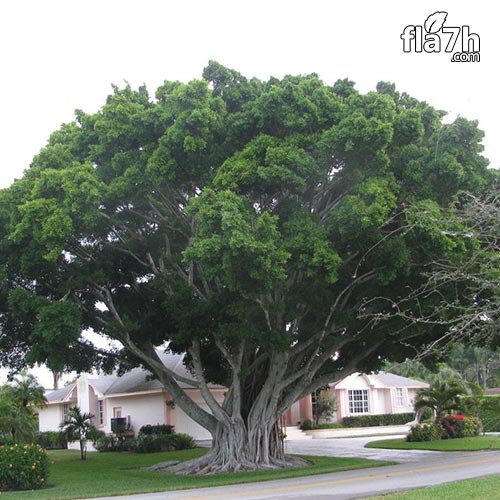 بذور فيكس بنغالي 150 بذرة Ficus benghalensis