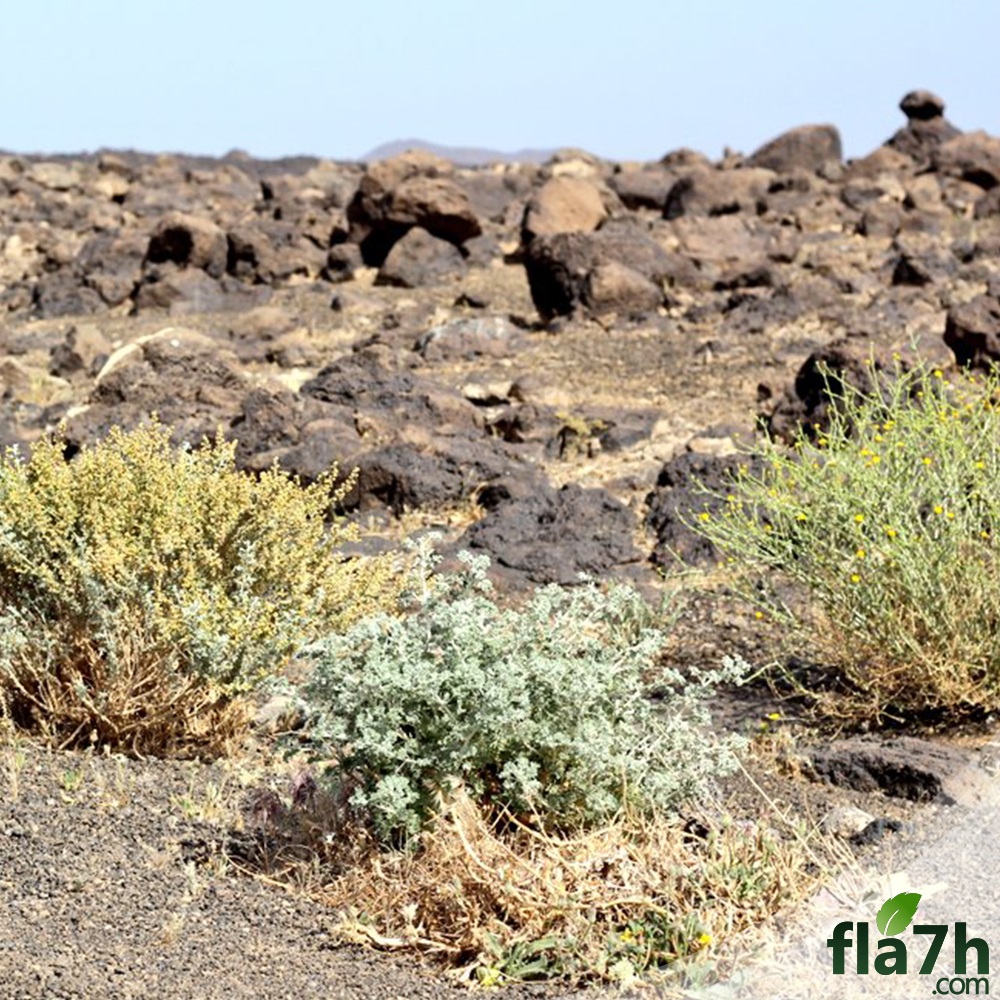 كم سعر بذور البعيثران