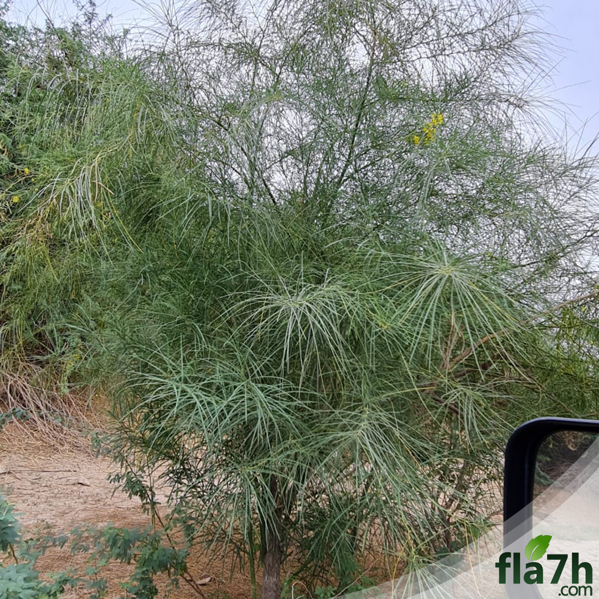 شجرة شوكة الفرس