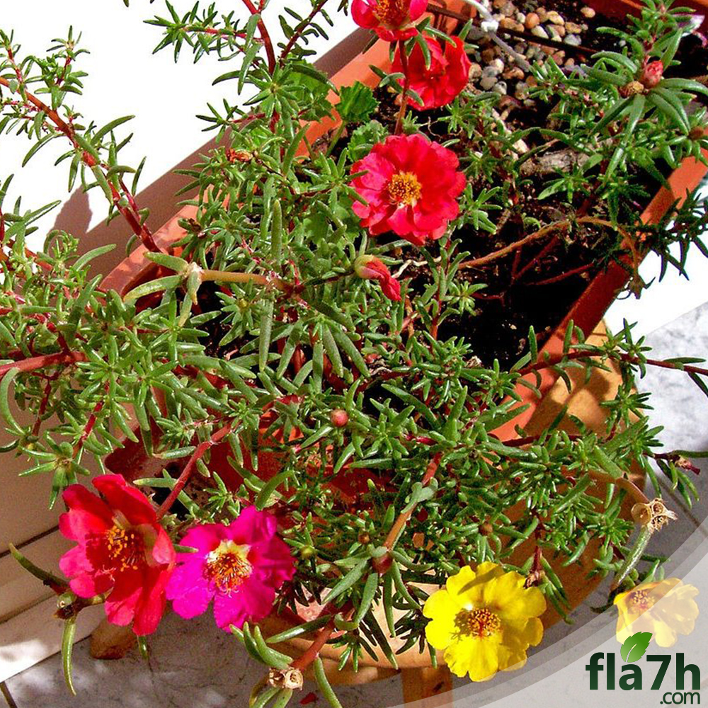 زهرة الرجلة