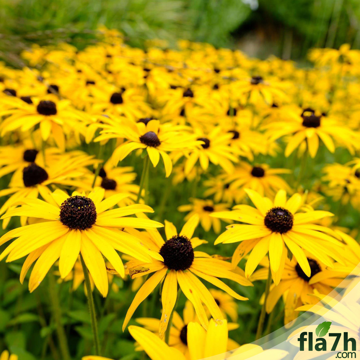 بذور زهور رودبيكيا - 100 بذرة - Rudbeckia hirta