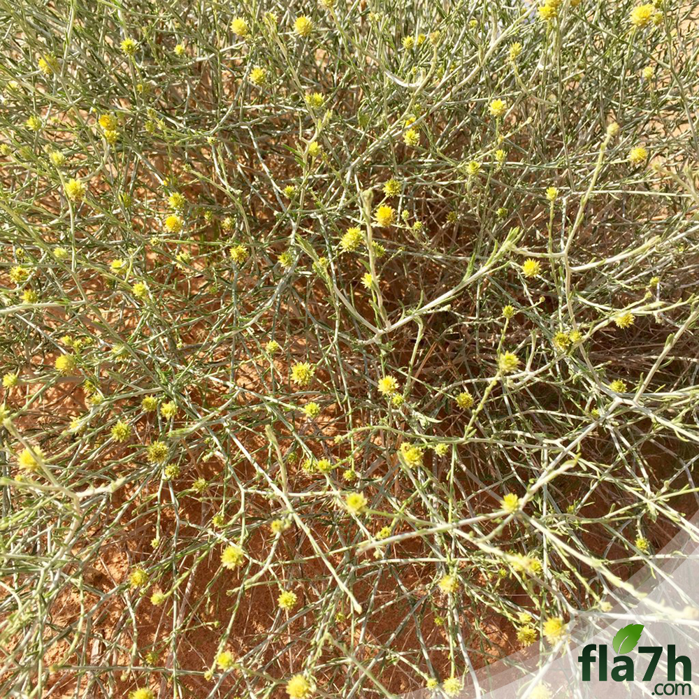 بذور العرفج