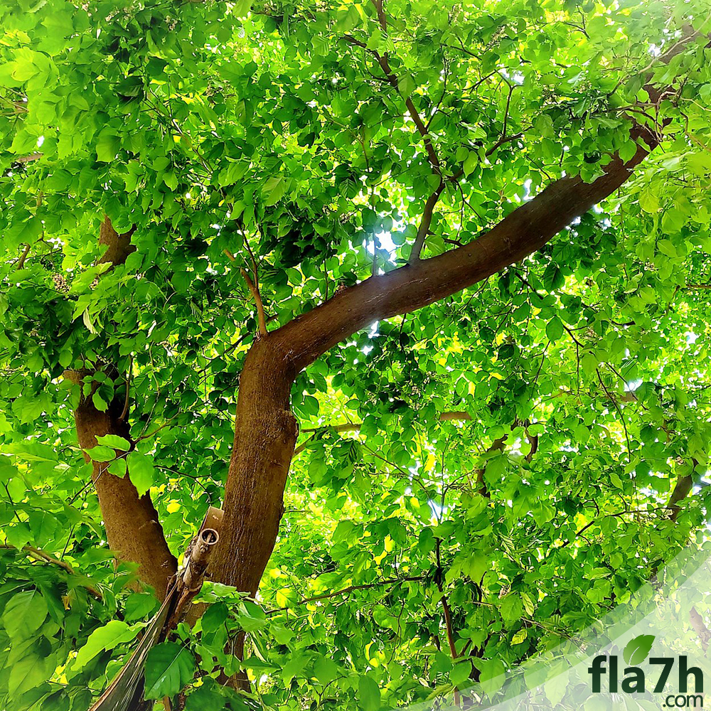 بذور شجرة بونجاميا - 15 بذرة - Derris Indica
