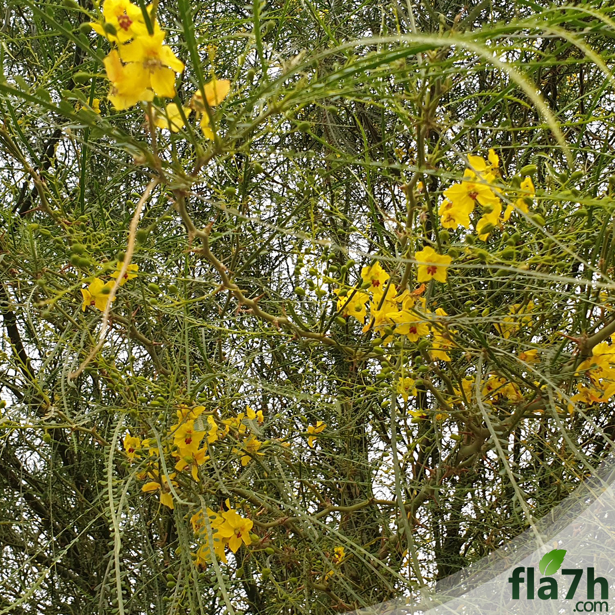 شكل شجرة شوكة الفرس