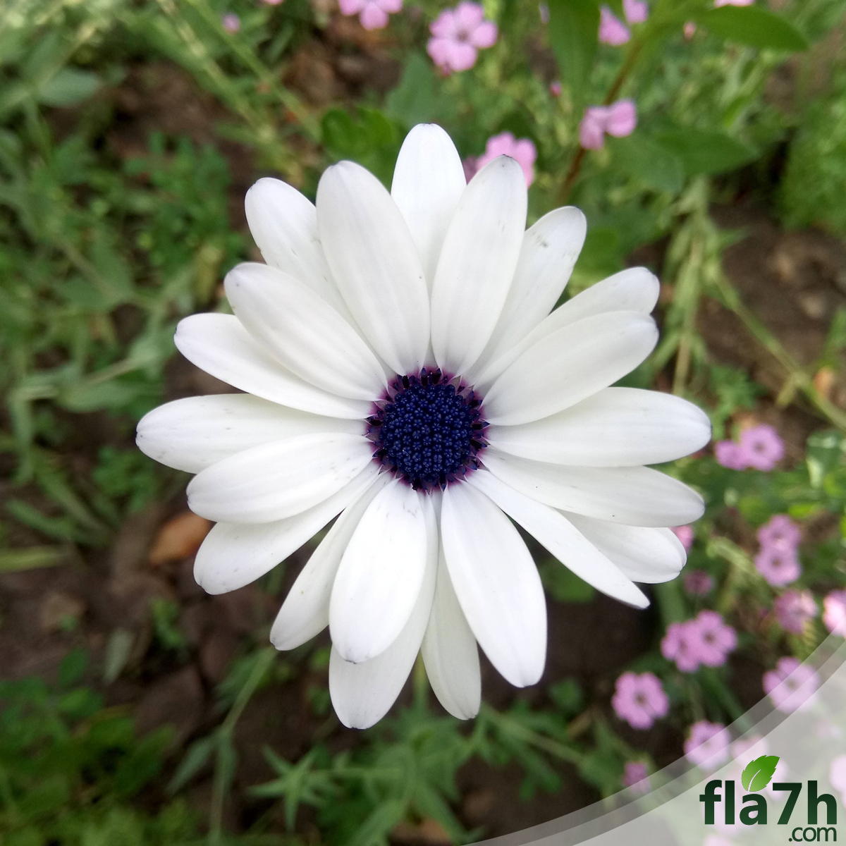 بذور زهور ديمورفوتيكا بيضاء