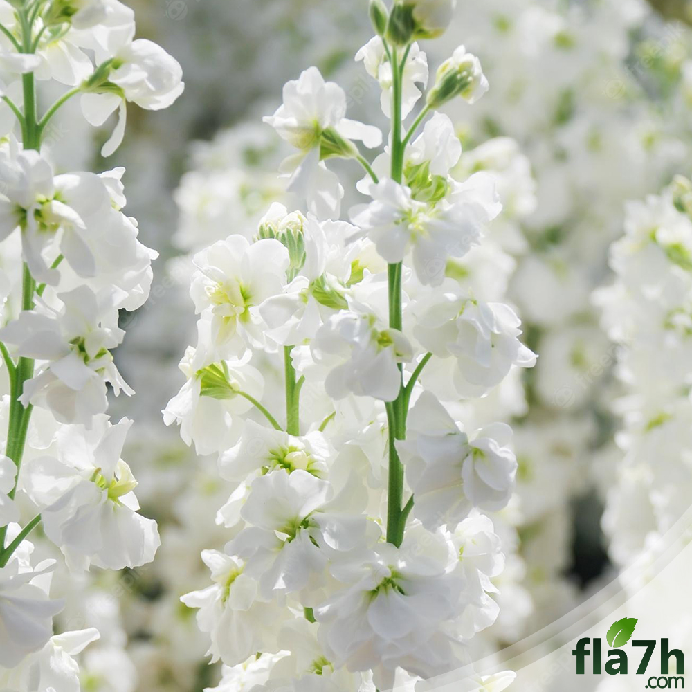 المنثور الابيض (Matthiola incana) 40 بذرة