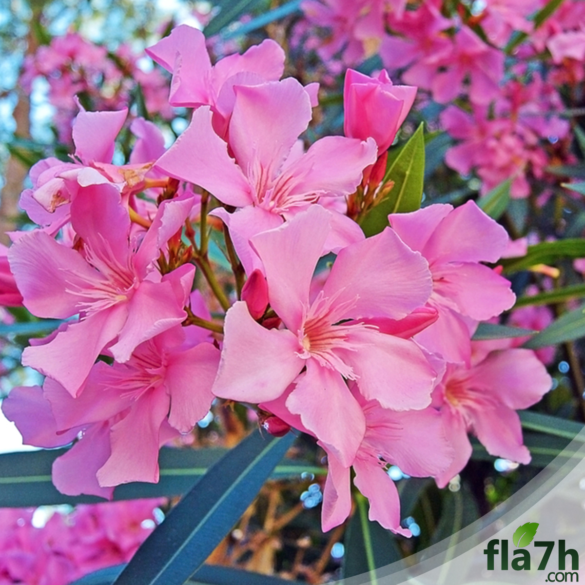 زهور نبات الدفلة