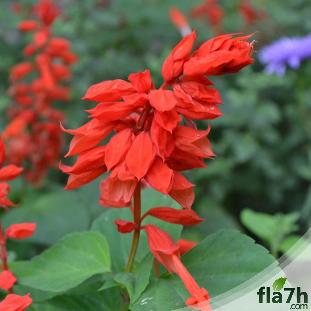 بذور زهرة السلفيا ( 40 بذرة )