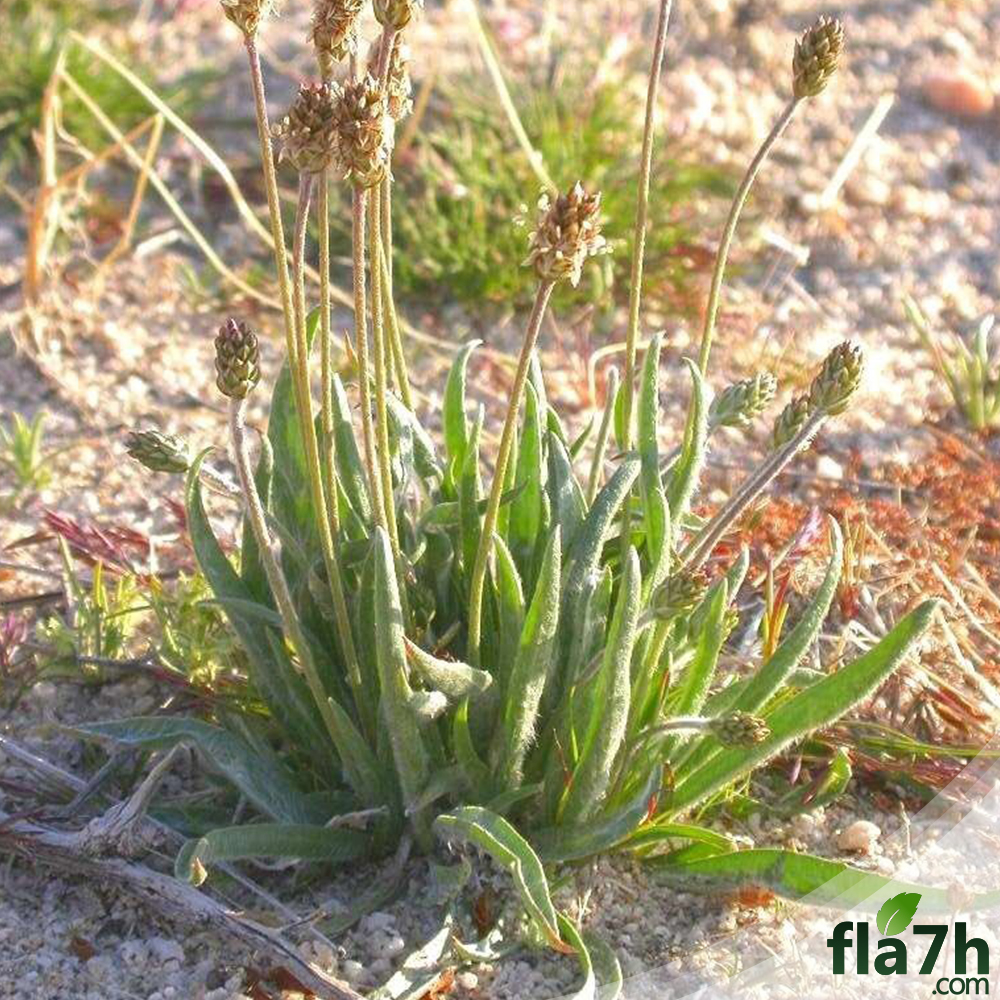 بذور عشبة الربلة