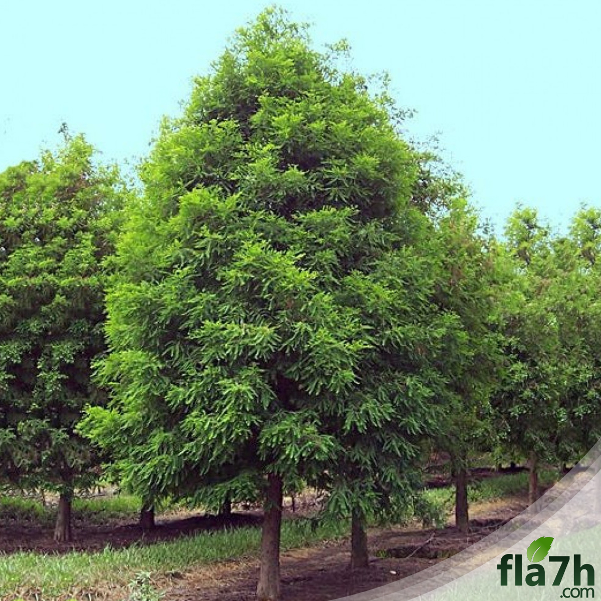 بذور شجرة تاكسوديوم - 40 بذرة - Taxodium Distichum