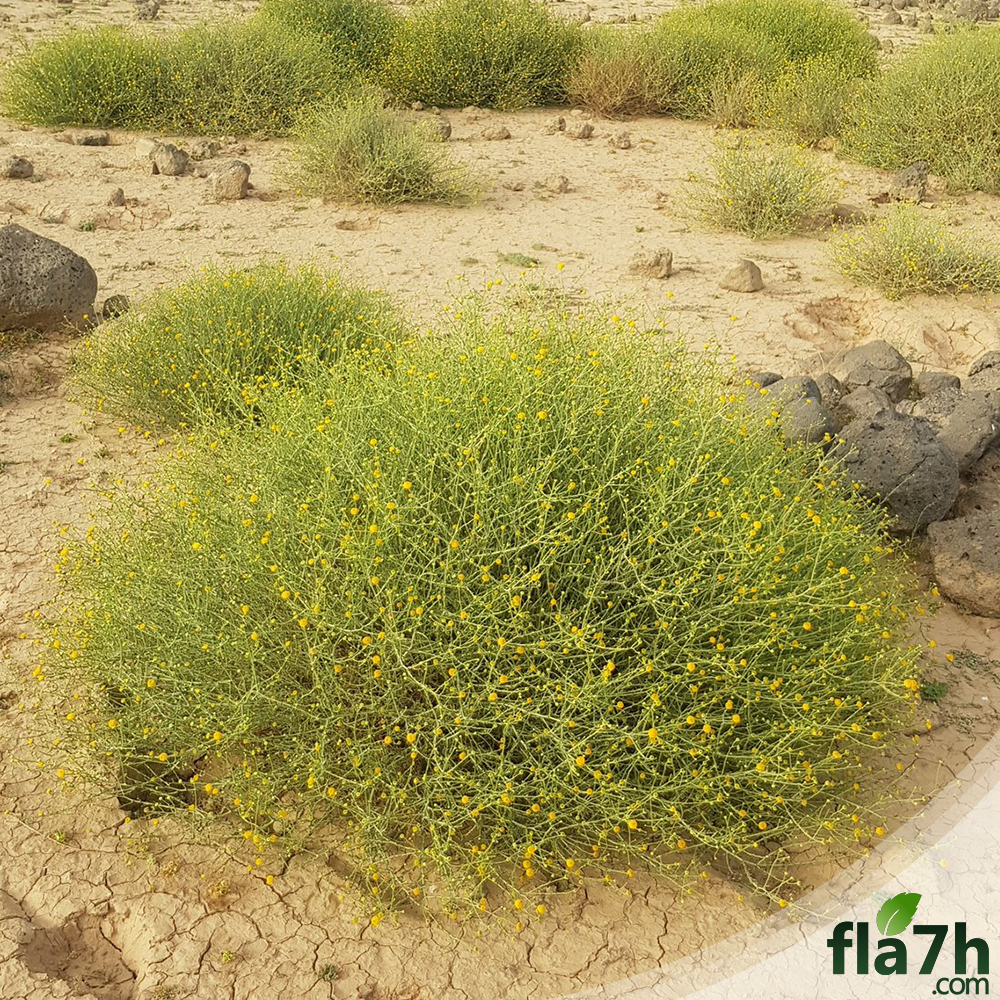 بذور شجيرة الجثجاث