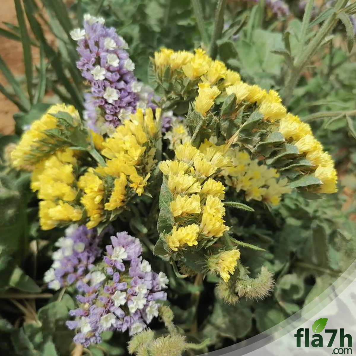 بذور زهور ستاتيس ( ليمونيوم ) - 70 بذرة - Limonium sinuatum