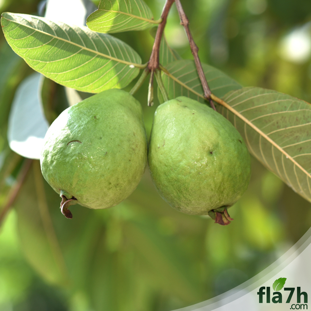 جوافة صفراء ( Psidium ) 50 بذرة
