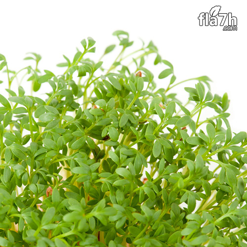 بذور الرشاد 1000 بذرة  - Lepidium sativum
