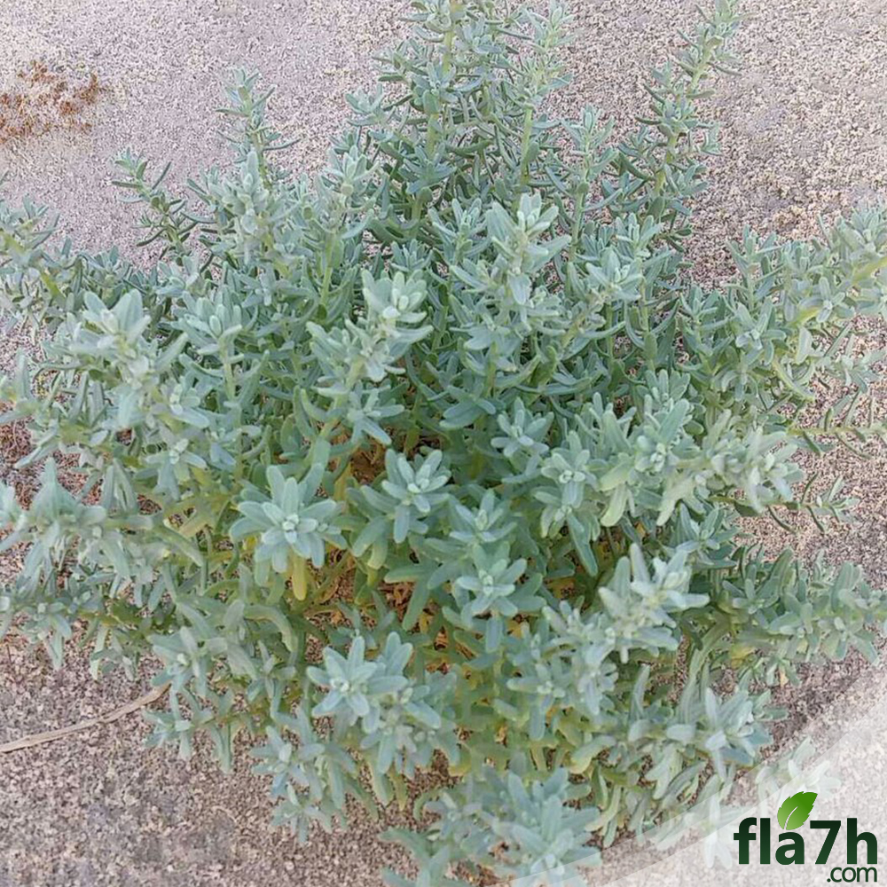 بذور الطحمة