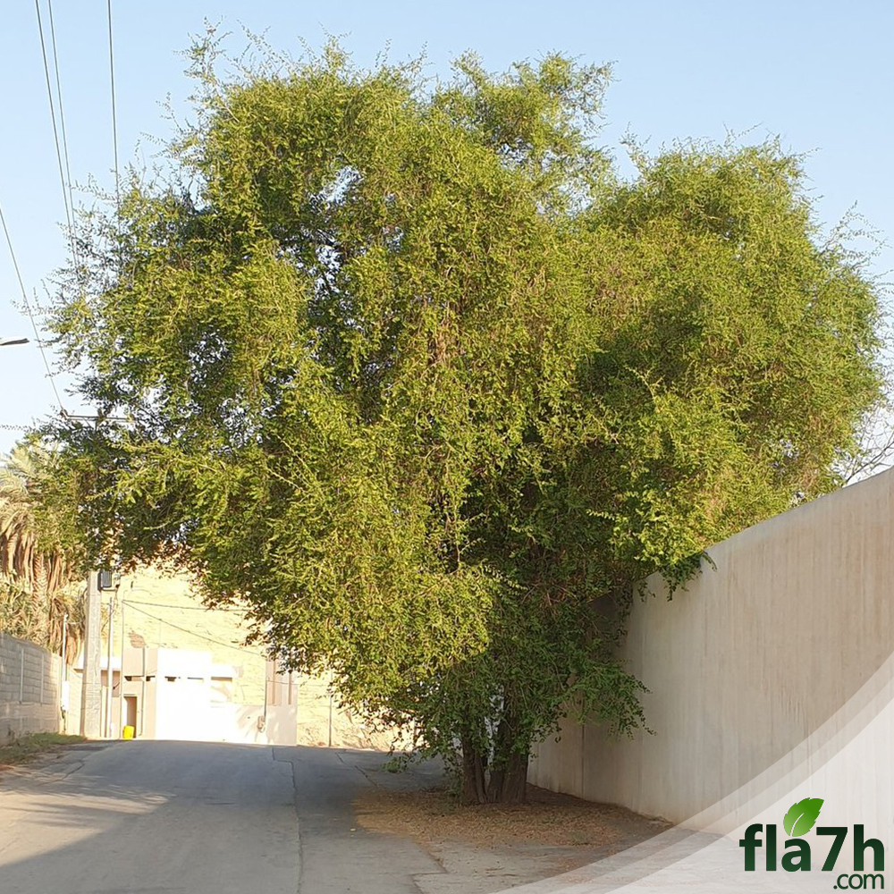 شجرة النبق