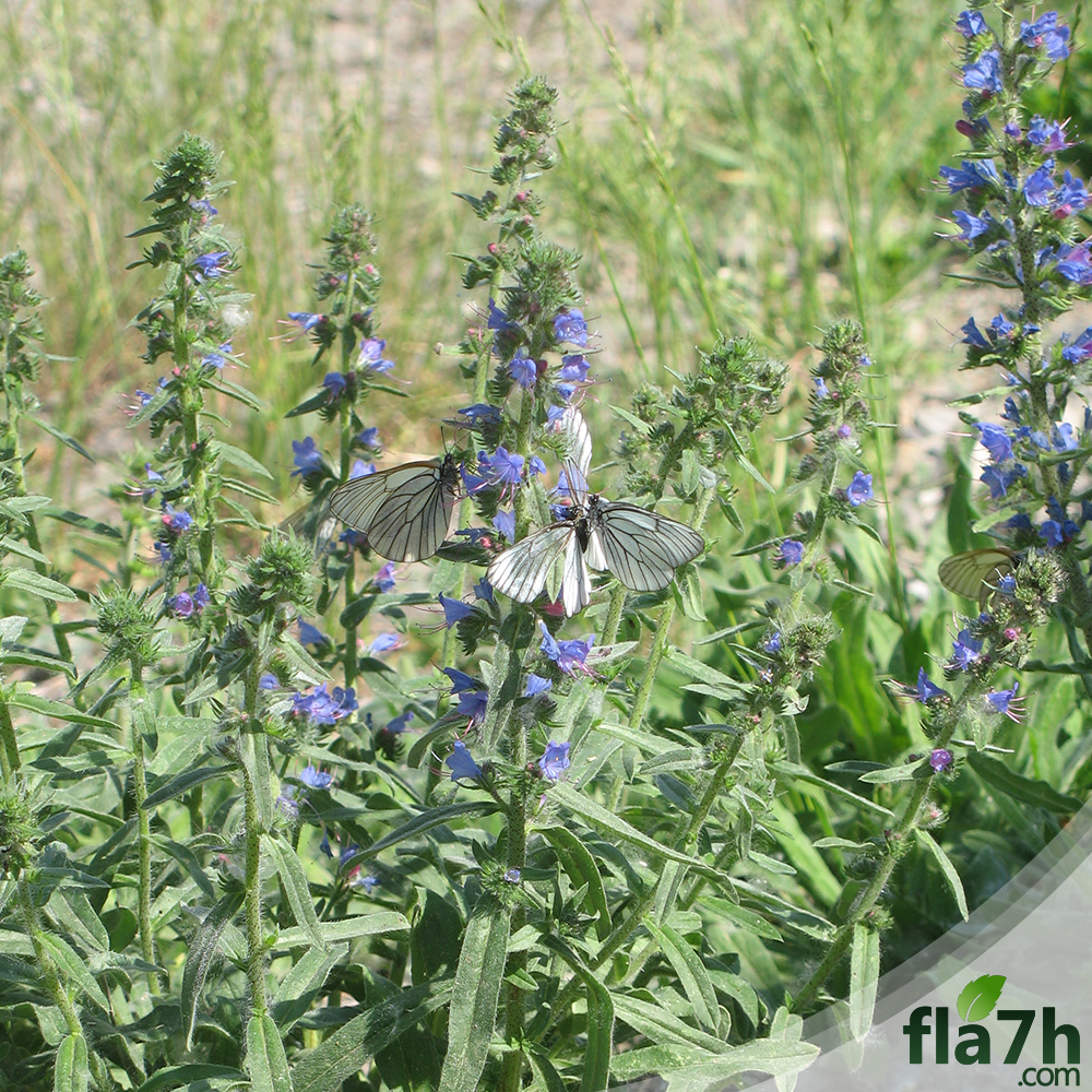 بذور الشيا 1000 بذرة  - Salvia hispanica