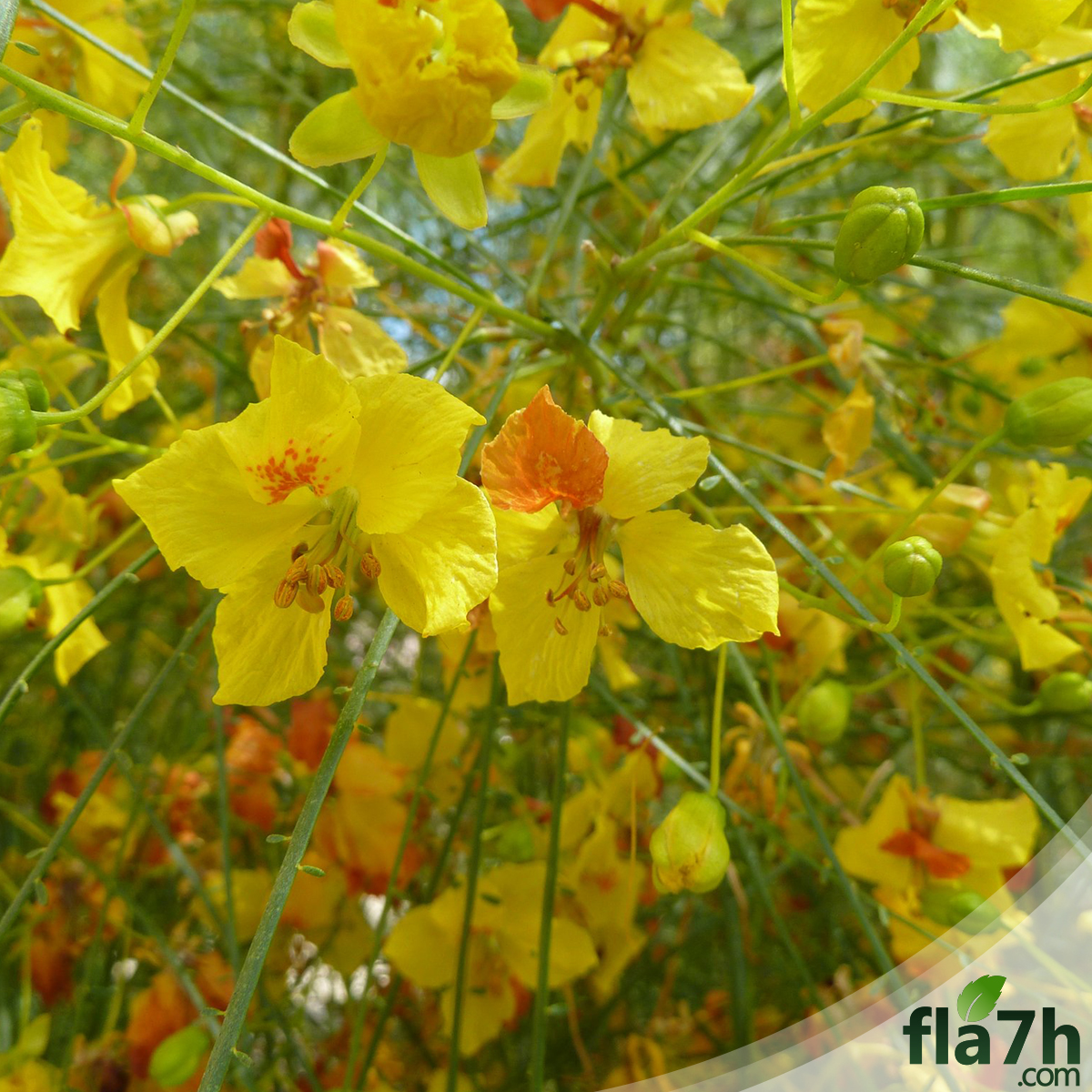 زهور  باركنسونيا