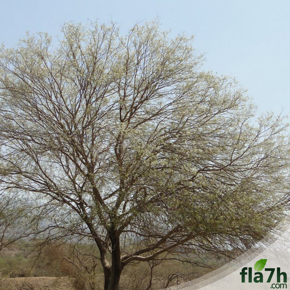 وصف شجرة طلح السيال