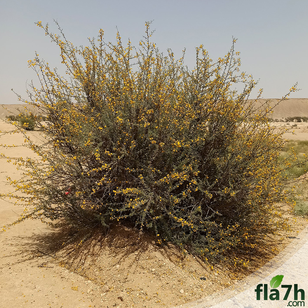 بذور السلم