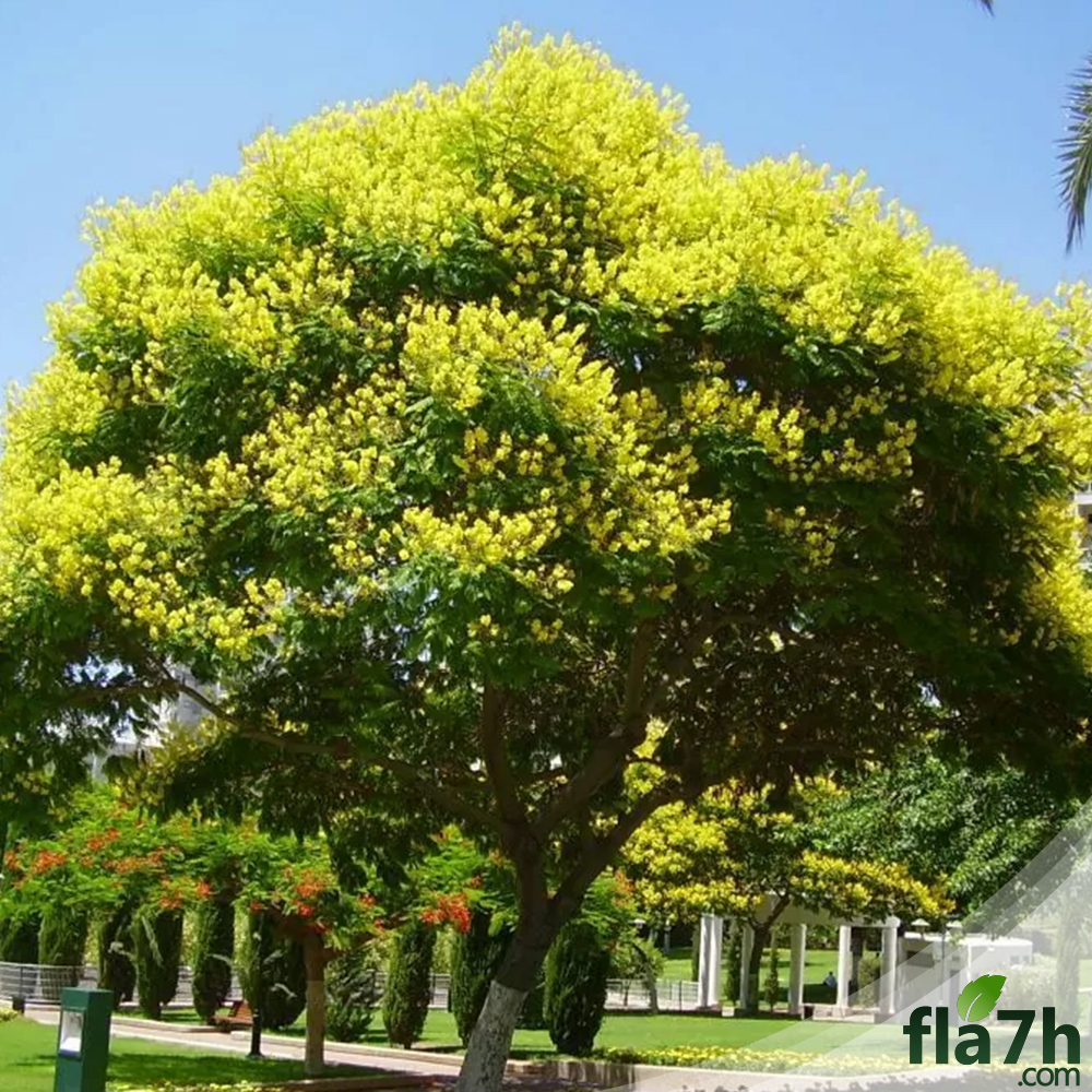 بذور شجرة البلتفورم - البونسيانا الصفراء - 50 بذرة - Peltophorum africanum