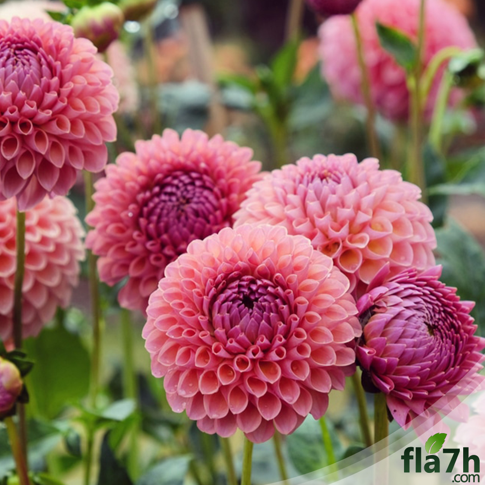 بذور زهور الاضاليا