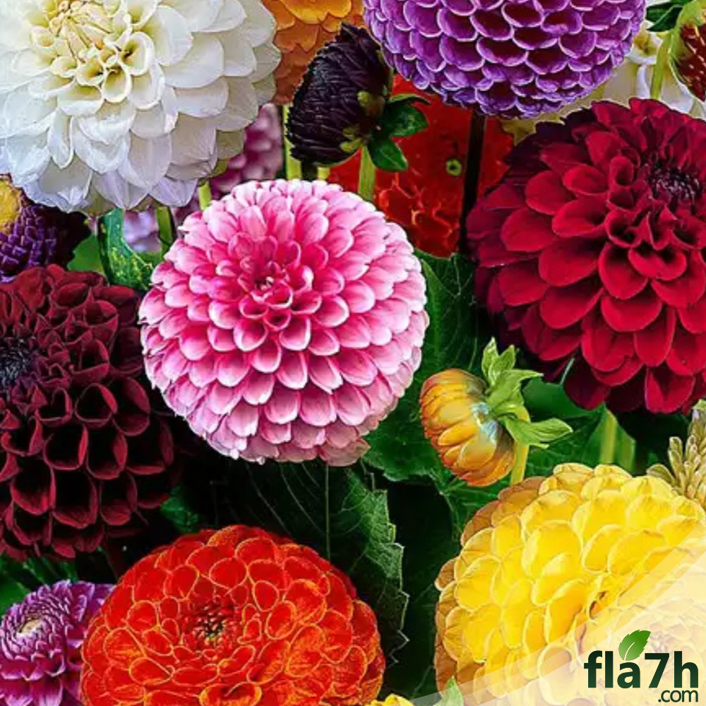 زهور الاضاليا