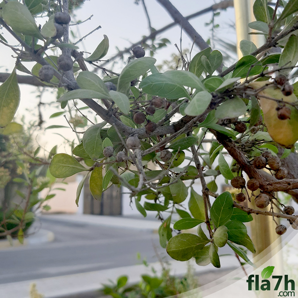 ثمار شجرة الحناء
