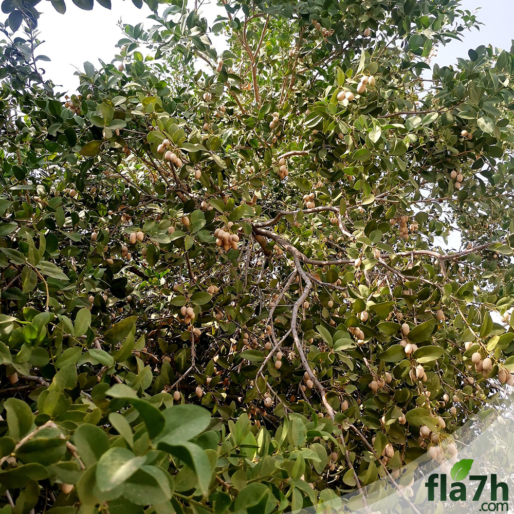 أوراق شجرة الضبر