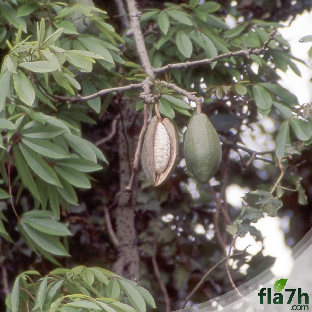 بذور شجرة الكابوك - 45 بذرة - Ceiba pentandra