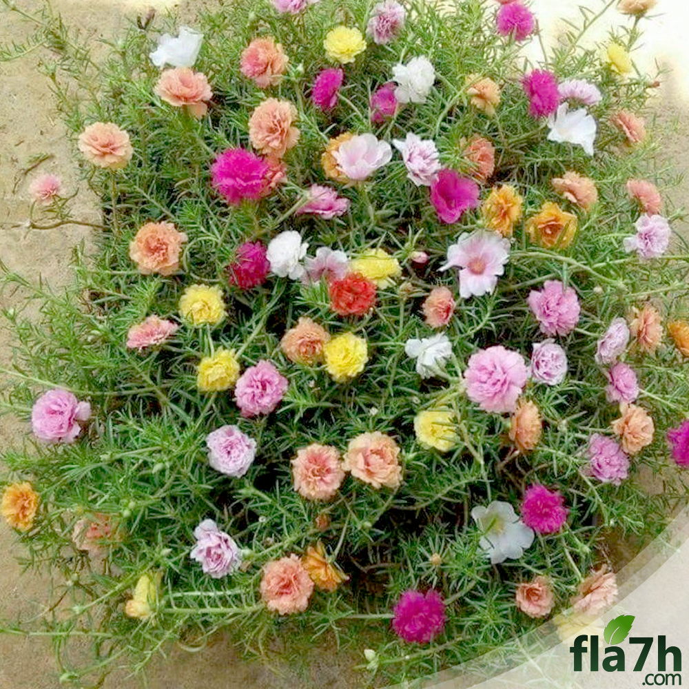 زهرة الرجلة
