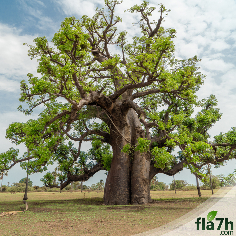 تبلدي 25 بذرة - Adansonia grandidieri