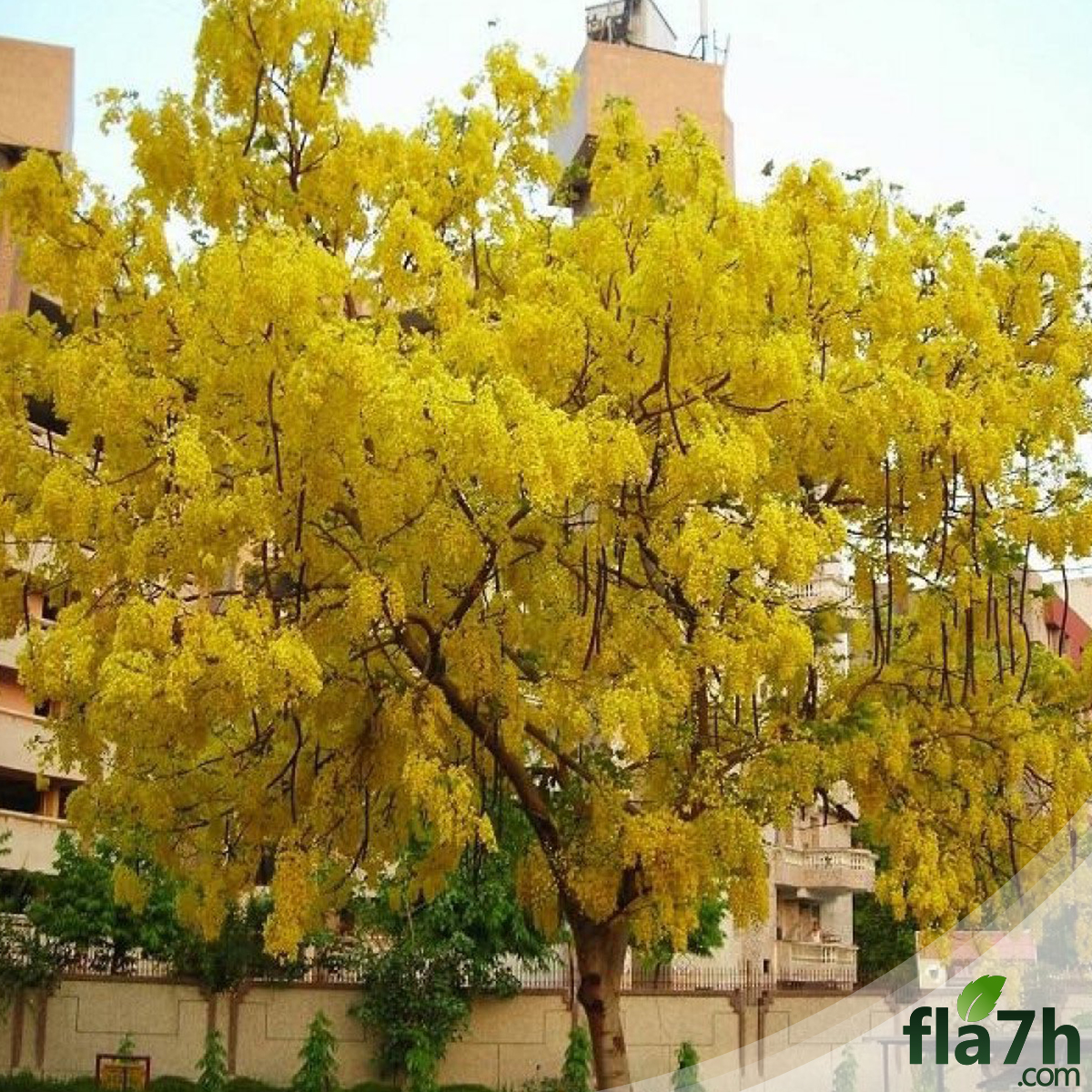 خيار شمبر