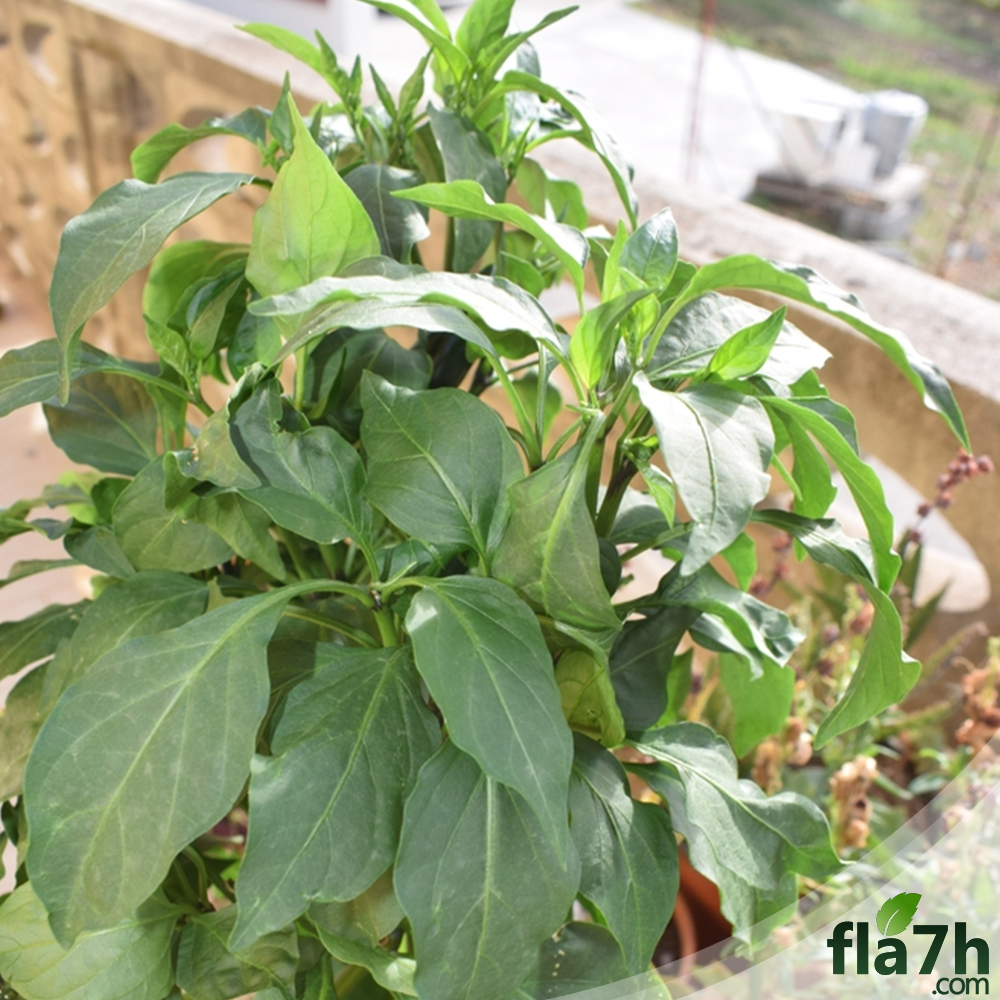 بذور الفلفل الحار 150 بذرة - Capsicum annuum