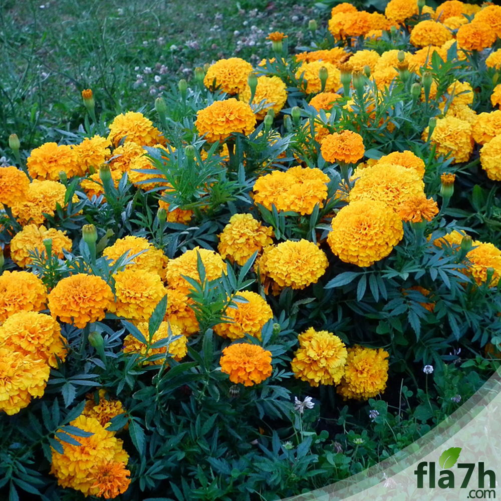 زهرة القطيفة المخملية