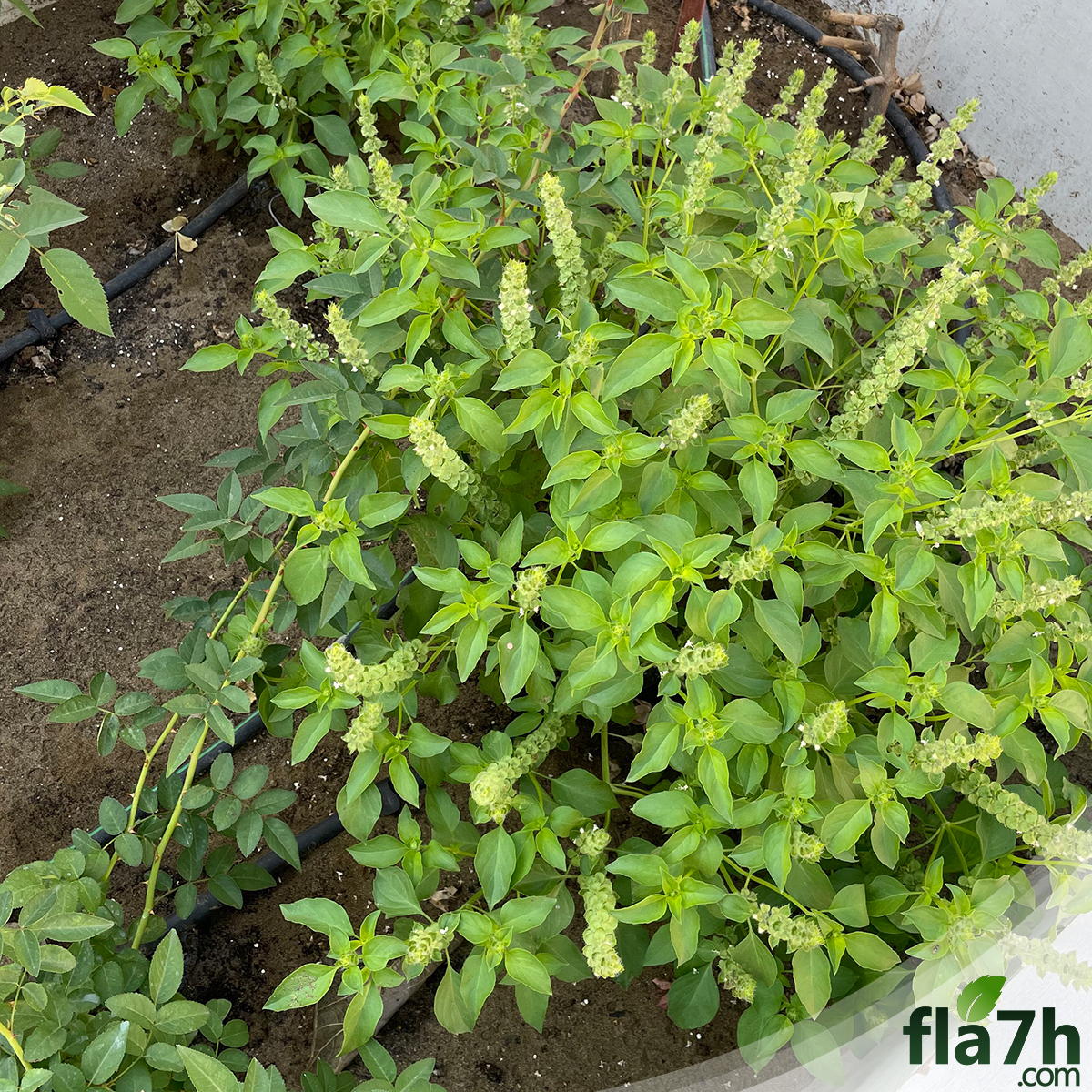 سعر بذور الريحان الليموني