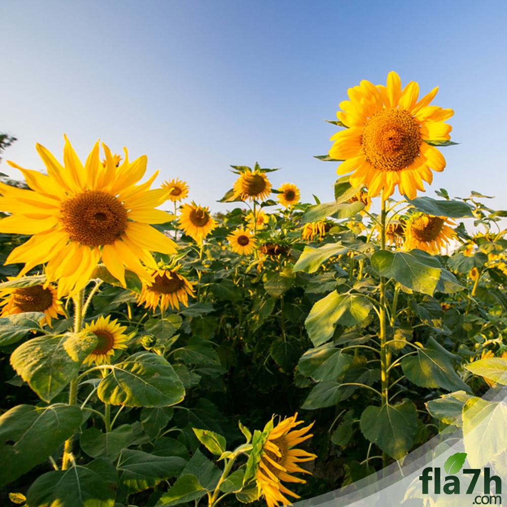 بذور دوار الشمس 60 بذرة - Helianthus annuus