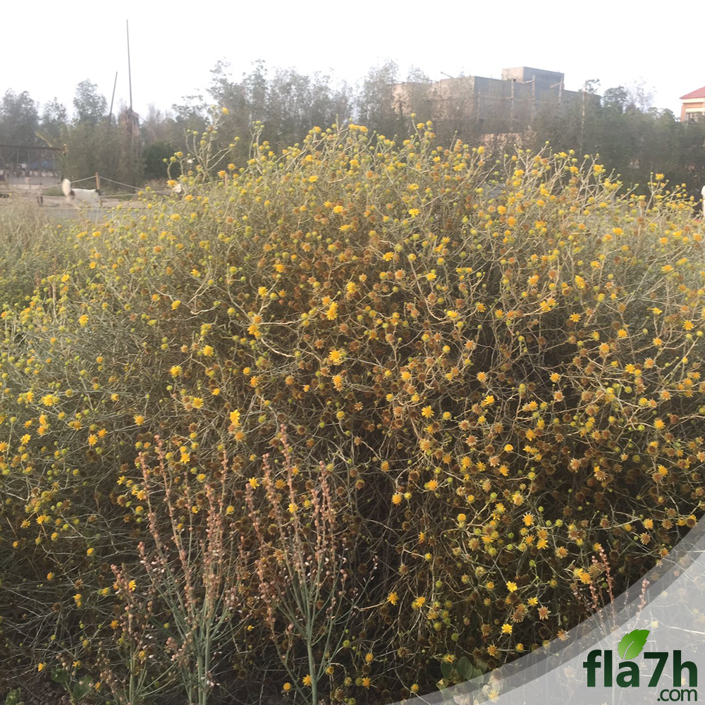 العرفج