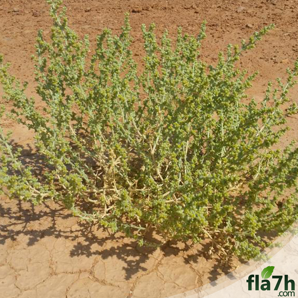 وصف الشعران