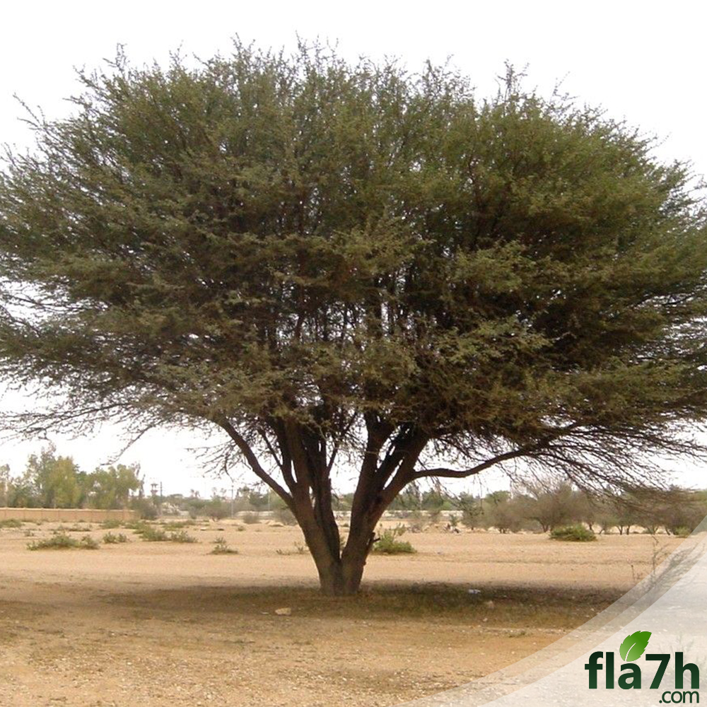 شجرة الطلح النجدي