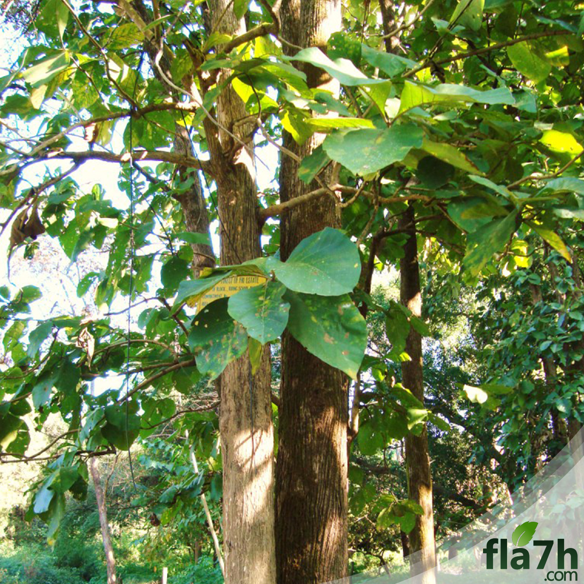 بذور شجرة التيك ( خشب الساج ) 5 بذرة - Tectona grandis