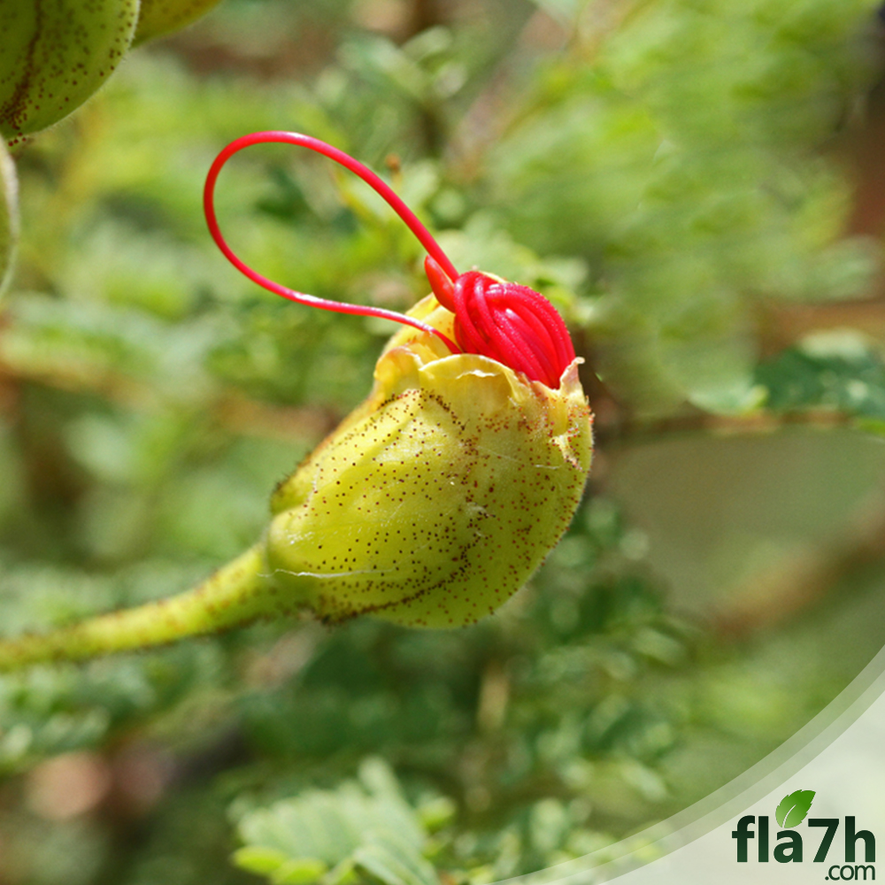بذور سيسالبينيا أو زهرة الطاووس أحمر - 30 بذرة -  Caesalpinia gilliesii