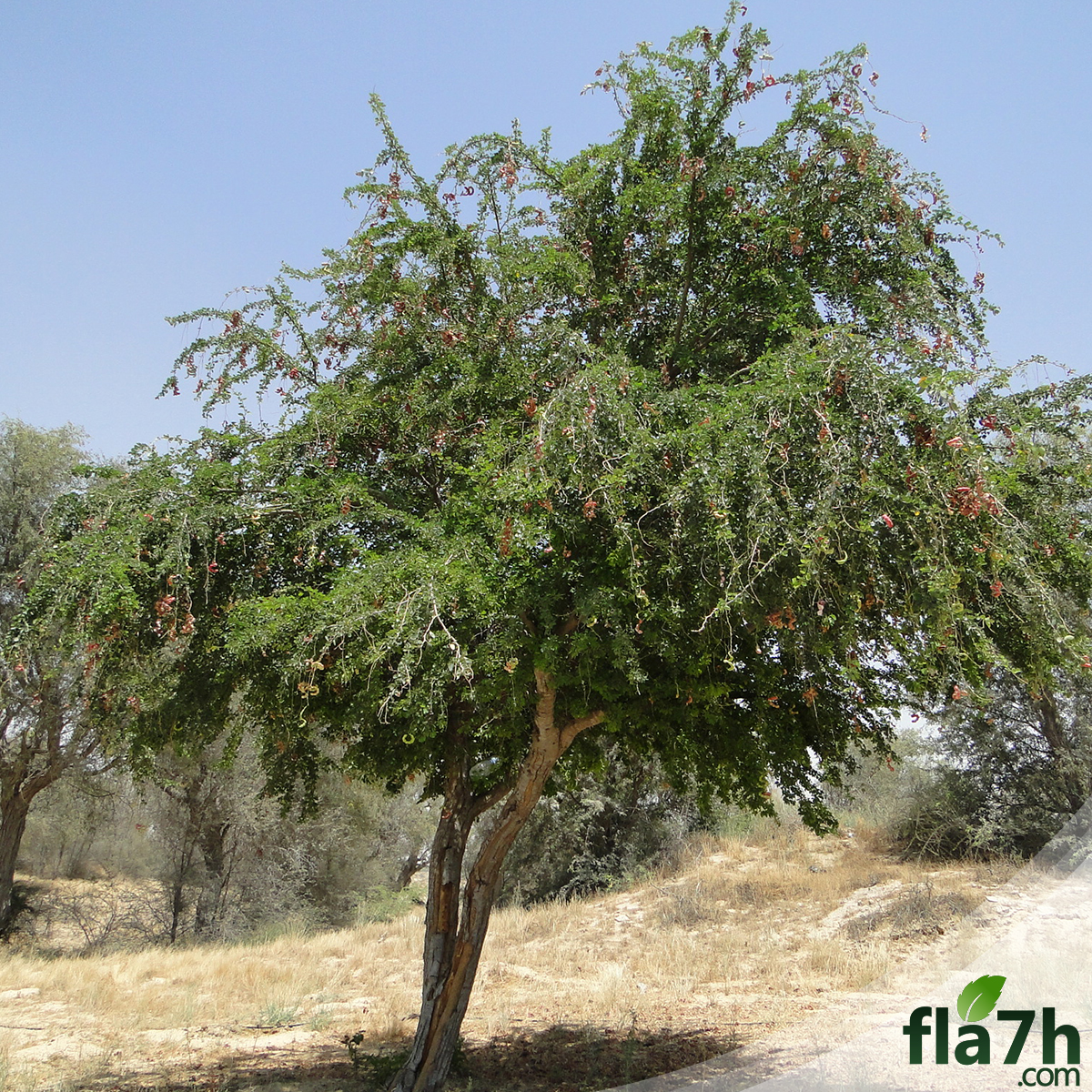 بذور شجرة اللوز الهندي