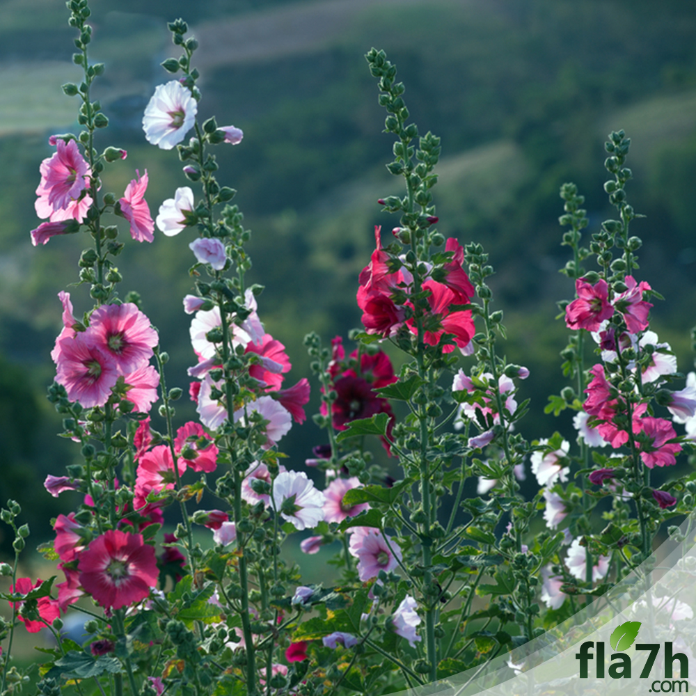 زهور الخطمية 50 بذرة Alcea rosea