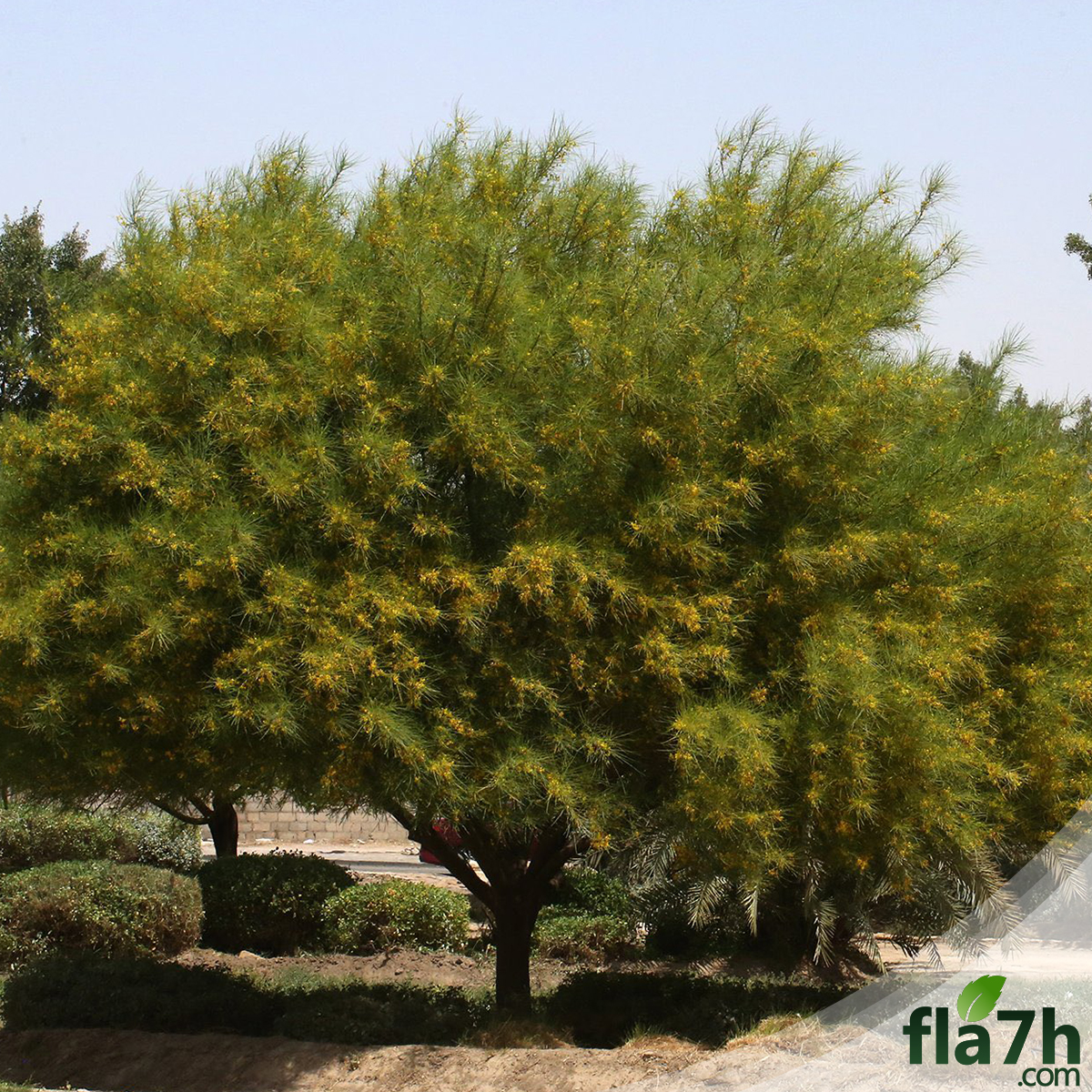 باركنسونيا