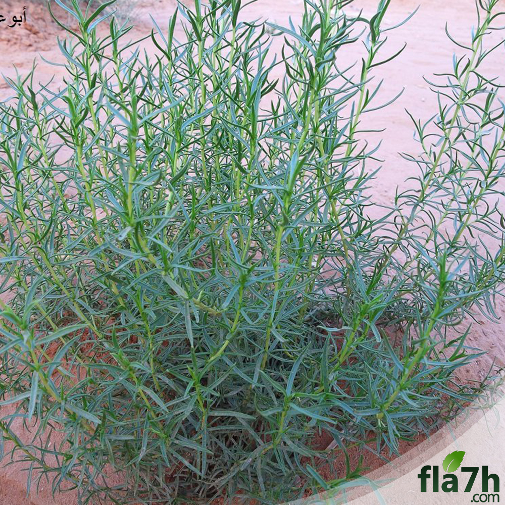 بذور شجرة العاذر 60 بذرة - Artemisia monosperma